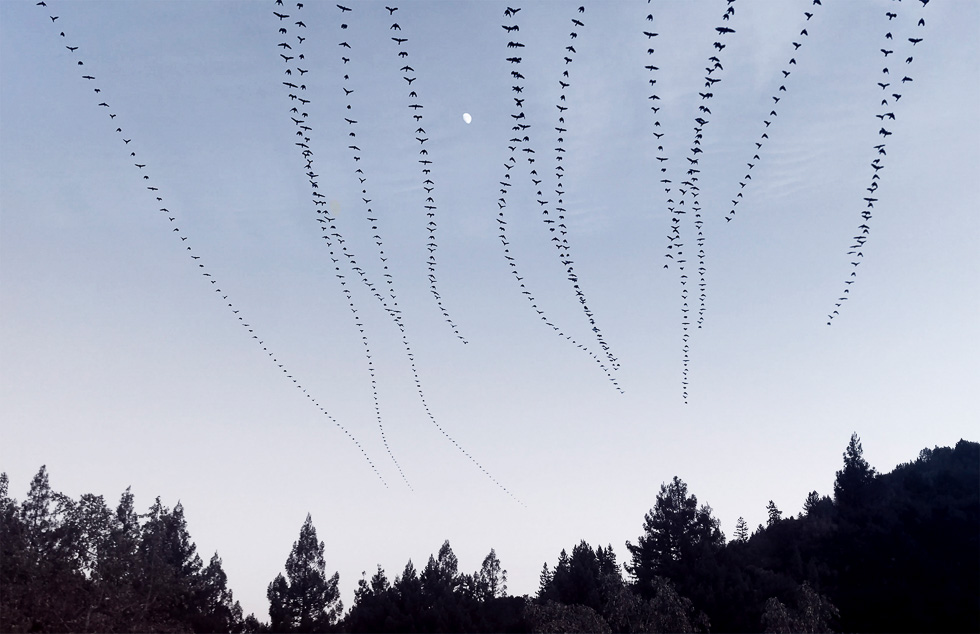 This is a photograph by Doris Mitsch of crows flying in the sky.