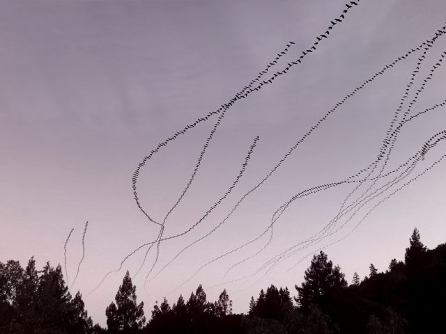 This is a photograph by Doris Mitsch of crows flying in the sky.