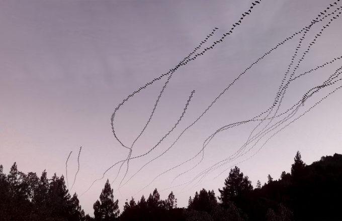 This is a photograph by Doris Mitsch of crows flying in the sky.