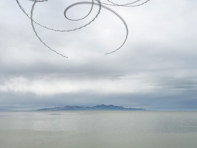 This is a photograph by Doris Mitsch of birds flying over the Great Salt Lake in Utah.