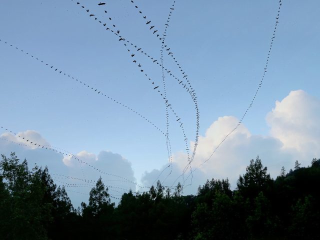 This is a photograph by Doris Mitsch of Crows flying in the sky.