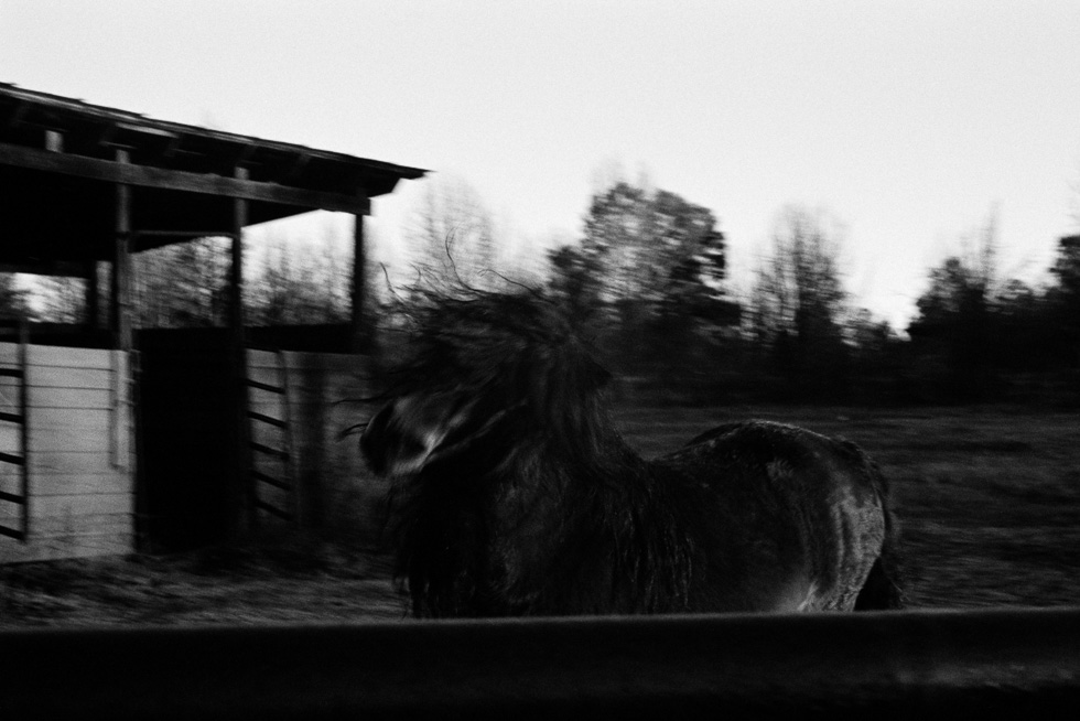 This is a black and white photograph by Jan Rattia of a dark horse in a field next to a barn-like structure.