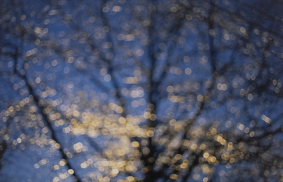 This is a blurry color photograph by the artist David Armstrong from his series All Day Everyday depicting a tree with a blue sky and yellow gold bokeh.