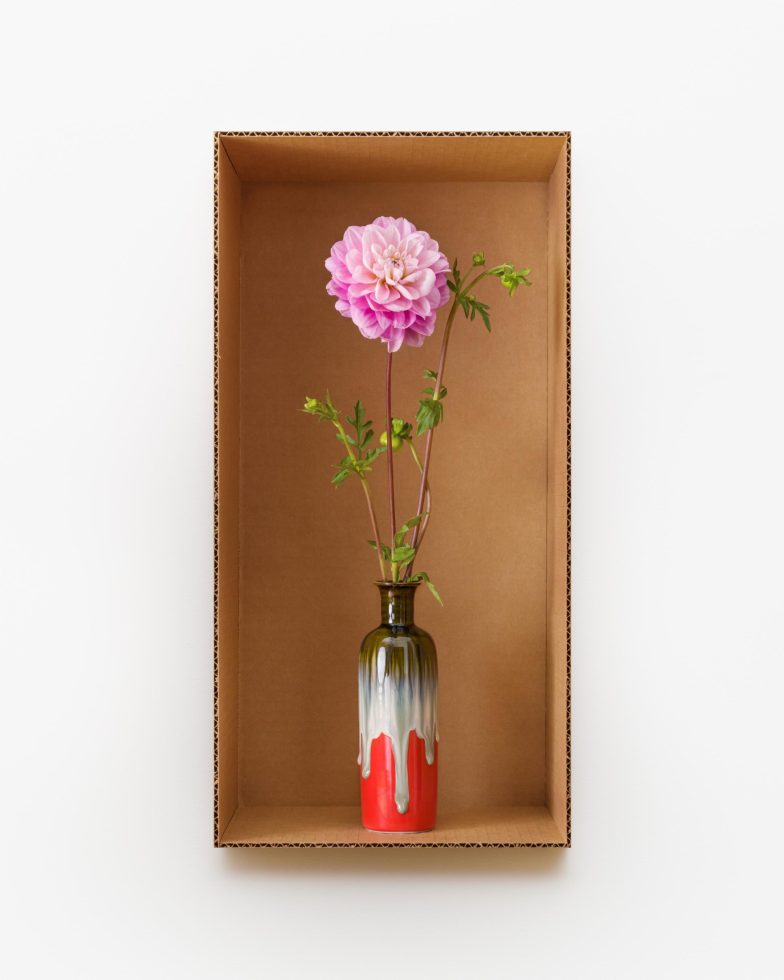 This is a photograph of a Dahlia flower in a red and white vase inside a cardboard box.