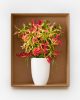Gloriosa Southern Wind (White)