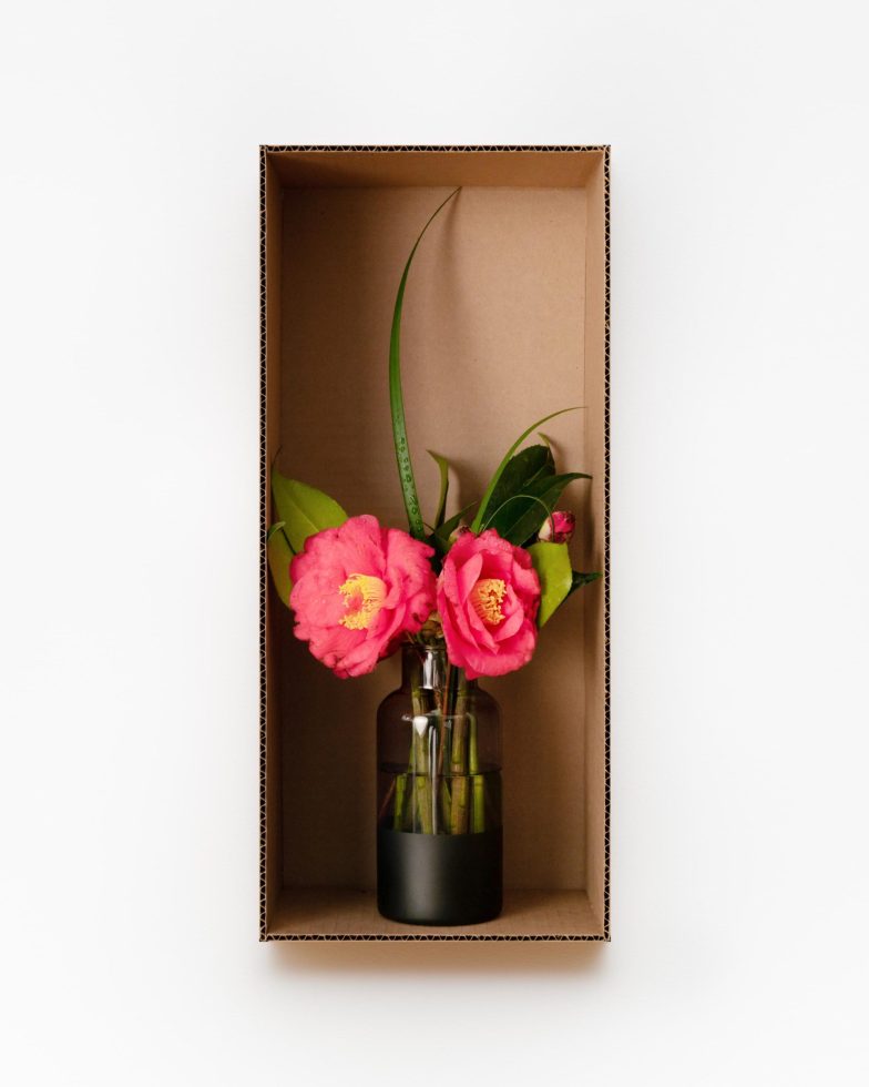 This is a photograph of Hot Flash Camellias flowers in a dark vase inside a cardboard box.