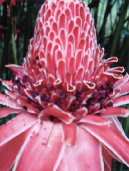 This is a color photograph of a pink flower in bloom out of focus.