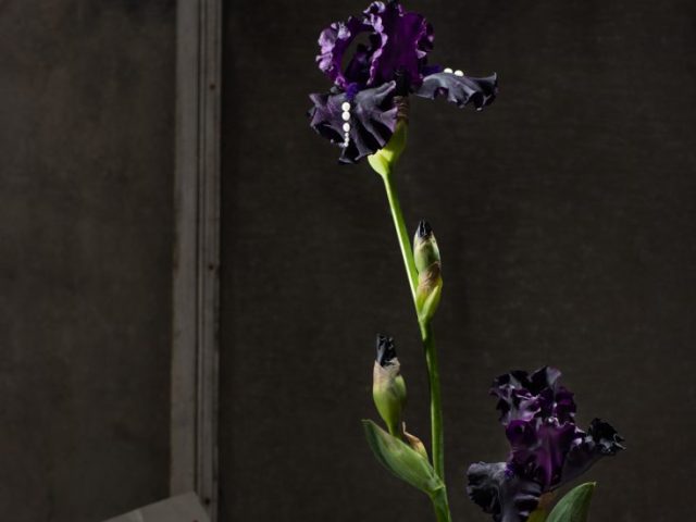 This is a still life photograph of a purple Iris flower.