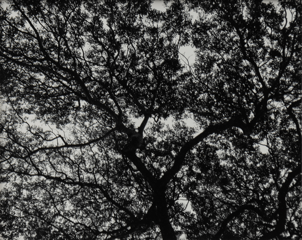 This is a photograph of trees taken from below.