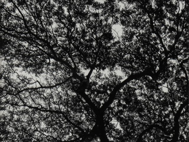 This is a photograph of trees taken from below.