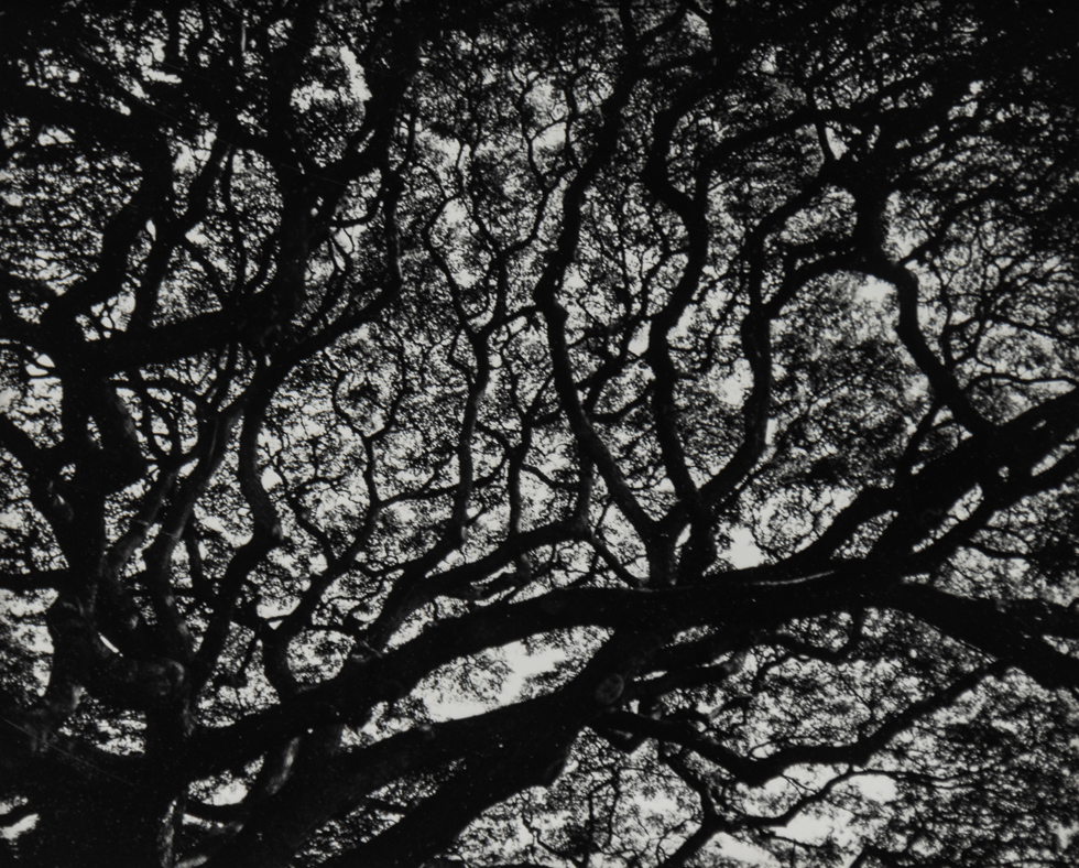 This is a photograph of trees taken from below.