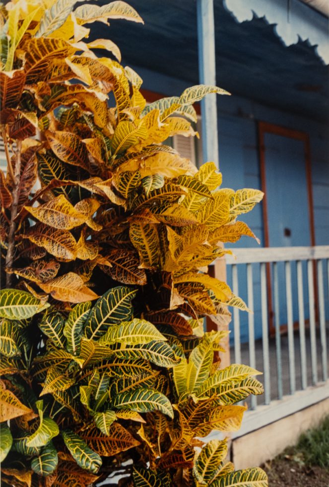 This is a photograph of a bush next to a blue house.