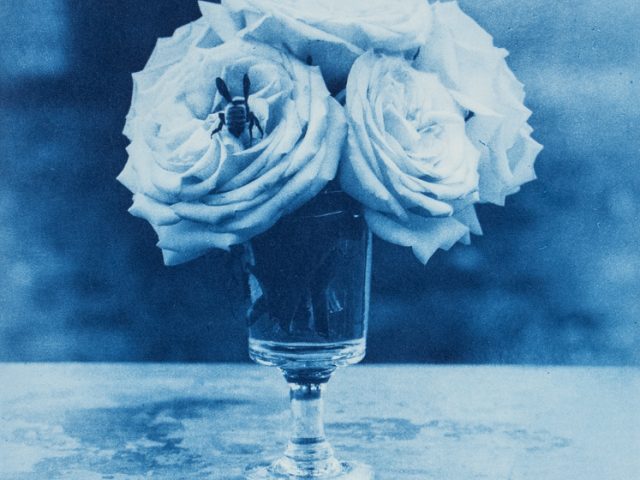 This is a cyanotype of a bouquet of flowers with a large bumble bee.