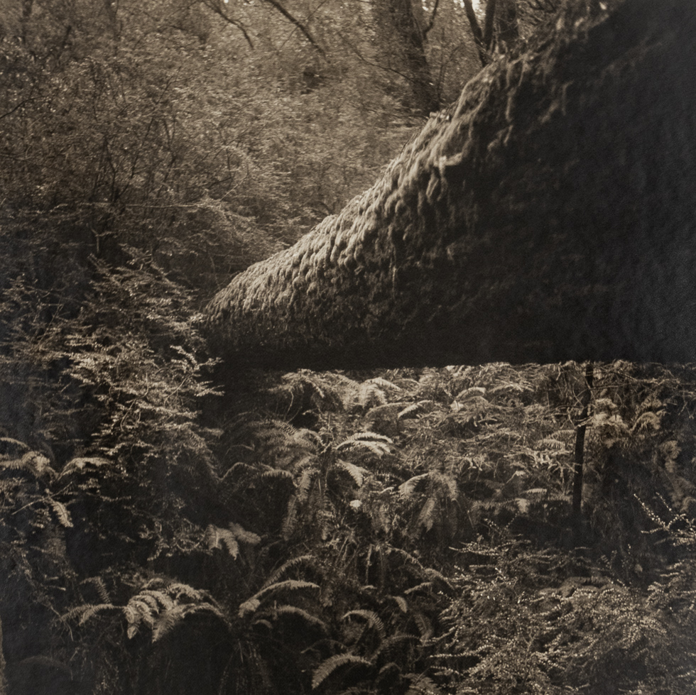 This is a black and white photograph of a fallen sequoia tree in a forest.
