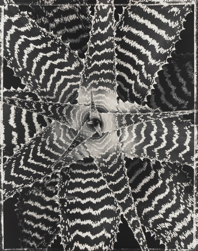 This is a black and white photograph of a contrasty and graphic striped plant taken from above.