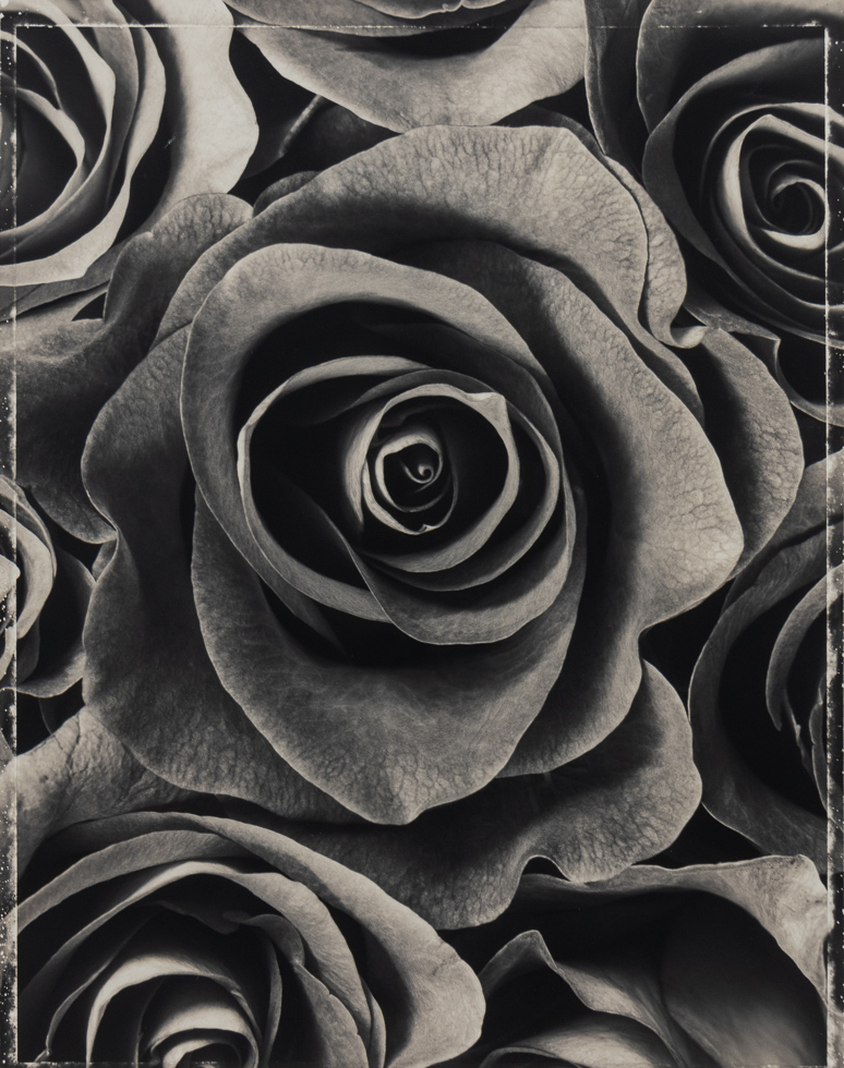 This is a black and white photograph of a bunch of roses.