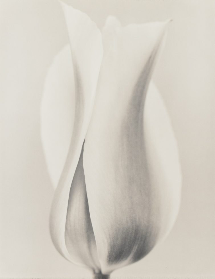 This is a black and white photograph of a tulip.