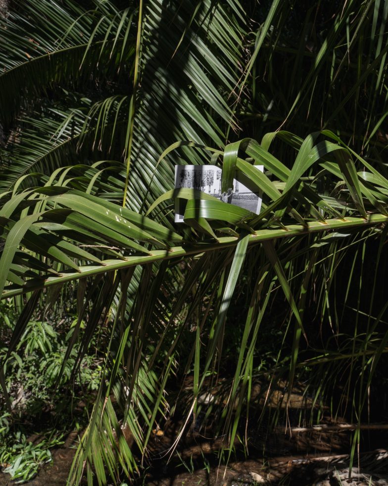 This is a color photograph of green plants with a photograph embedded