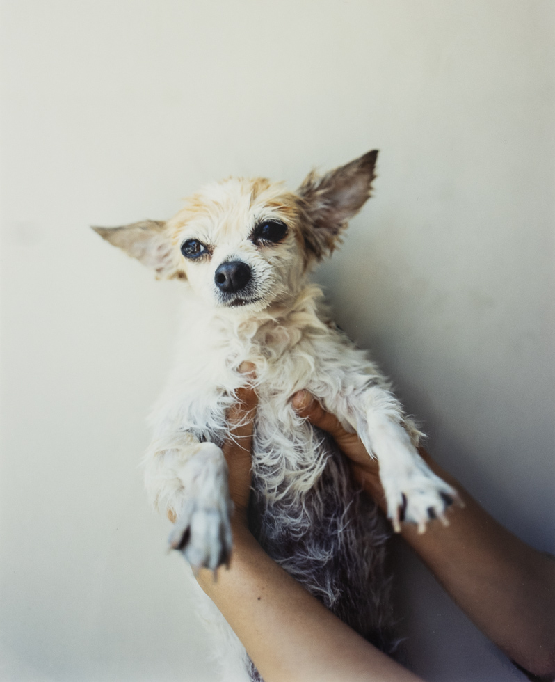 This is a photograph of a cute doggie being held up.