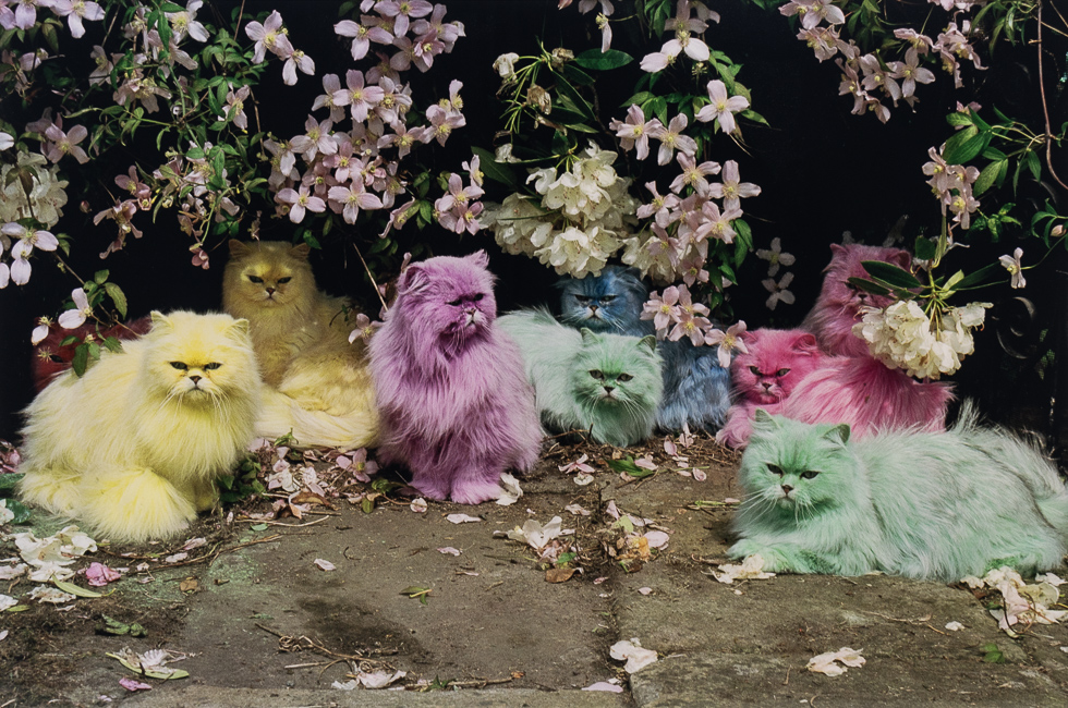 This is a photograph of a series of pastel colored cats in front of a flowering bush.
