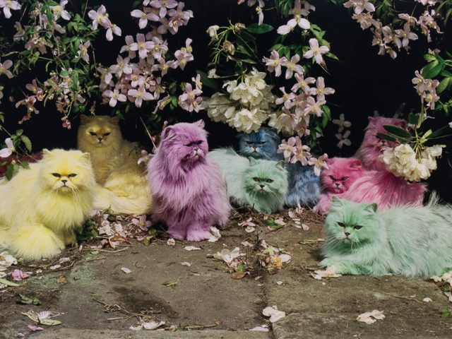 This is a photograph of a series of pastel colored cats in front of a flowering bush.