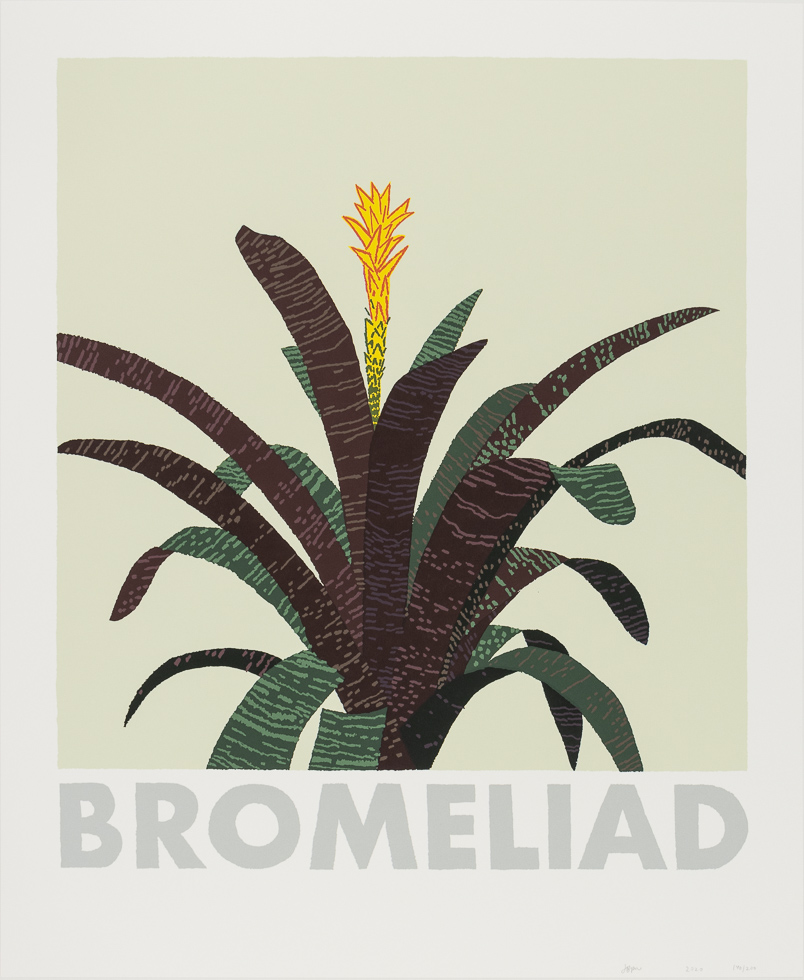 This is an image of a plant with text saying "Bromeliad"