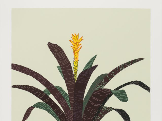 This is an image of a plant with text saying "Bromeliad"