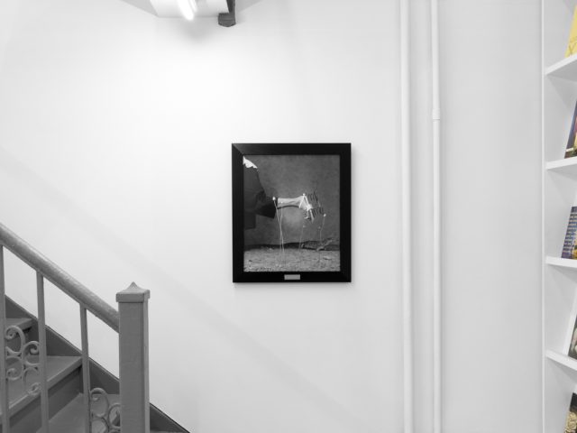 A photograph showing a framed black and white photograph on a white gallery wall next to a bookshelf.
