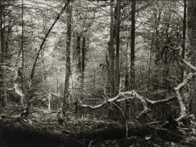 Black and white photograph captures the dense, light-dappled beauty of the Mionší Forest with a fallen tree in the foreground.