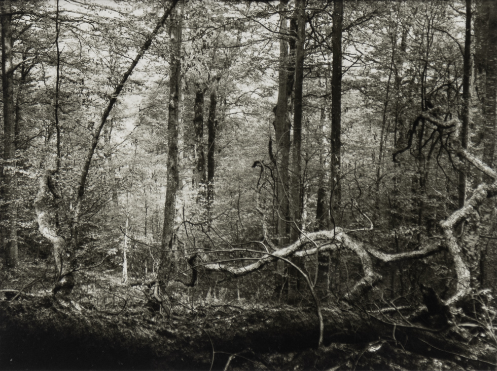 Black and white photograph captures the dense, light-dappled beauty of the Mionší Forest with a fallen tree in the foreground.