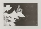 Untitled (Nude Figure Behind Leaves)