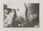 Untitled (Nude with Hydrangeas)