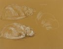 Three Studies of a Sleeping Cat