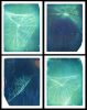 bioluminescent-powder coated spider webs, photogram study #1
