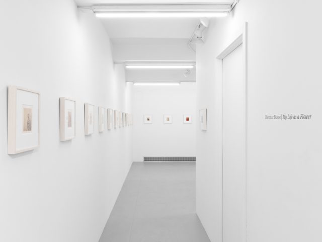Small color photographs displayed on stark white gallery walls.