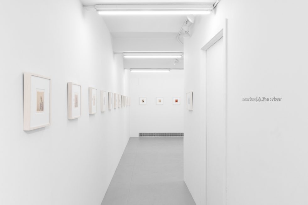 Small color photographs displayed on stark white gallery walls.