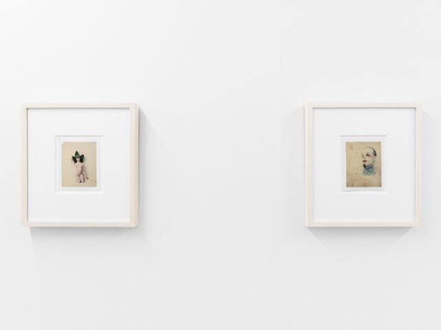 Small color photographs displayed on stark white gallery walls.