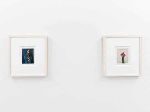 Small color photographs displayed on stark white gallery walls.