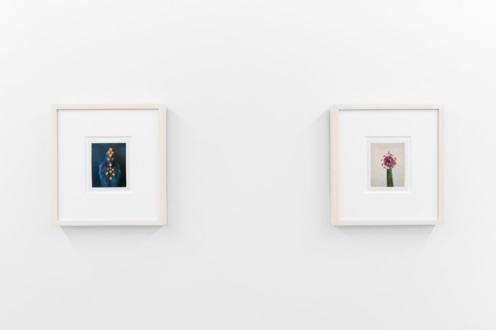 Small color photographs displayed on stark white gallery walls.