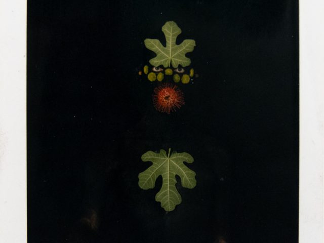 Two green fig leaves and a spiky red fruit are vertically arranged on a stark black background. Small yellow elements are interspersed between the top leaf and the fruit. Below the fruit, a second fig leaf points downwards. The bottom edge of the image shows a blurred, lighter area, possibly indicating a surface or reflection.