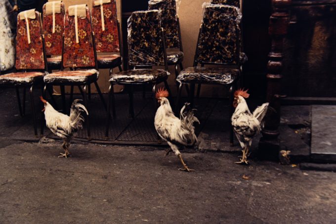 A color photograph of three roosters in front of a collection of chairs.