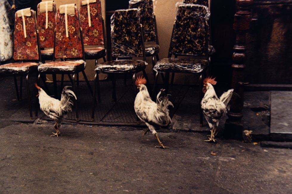 A color photograph of three roosters in front of a collection of chairs.