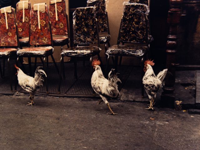 A color photograph of three roosters in front of a collection of chairs.