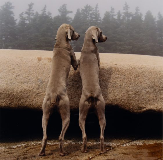 A photograph of two large grey dogs standing on their hind legs.