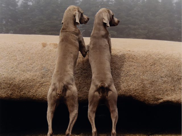 A photograph of two large grey dogs standing on their hind legs.