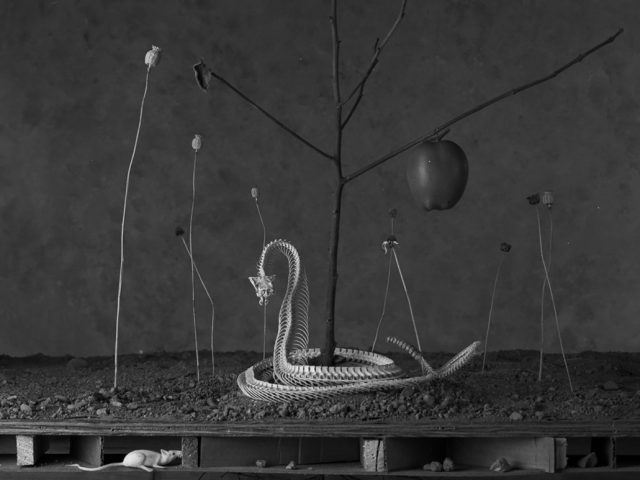 A surreal black and white photograph depicting a complex, multi-layered scene including a snake and an apple.