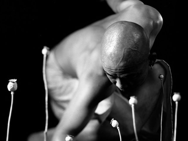 A person with a shaved head and bare torso crouches on the ground, reaching towards several tall, dried poppy pods in a surreal, high-contrast, black-and-white image.