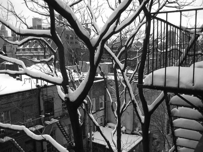 A black and white photograph of trees covered in snow.