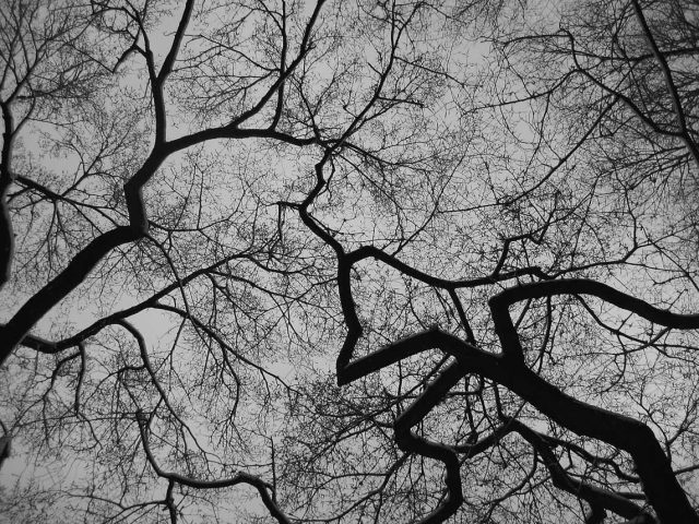 A black and white photograph of trees pictured from below.