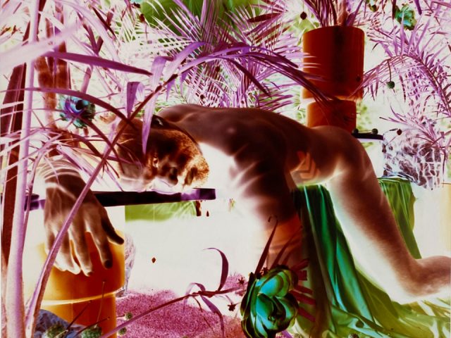 A colorful image of a nude man lounging amongst a variety of palms and plants.